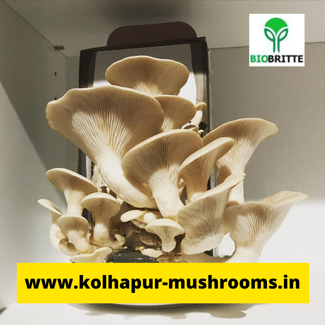 Biobritte mushroom company